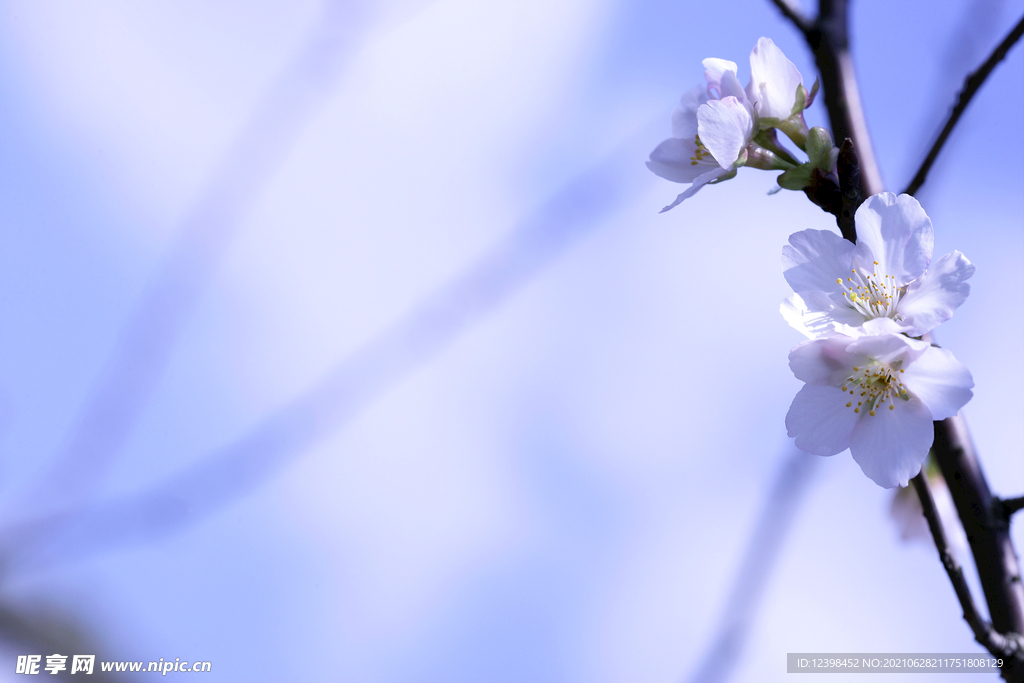 美丽的樱花