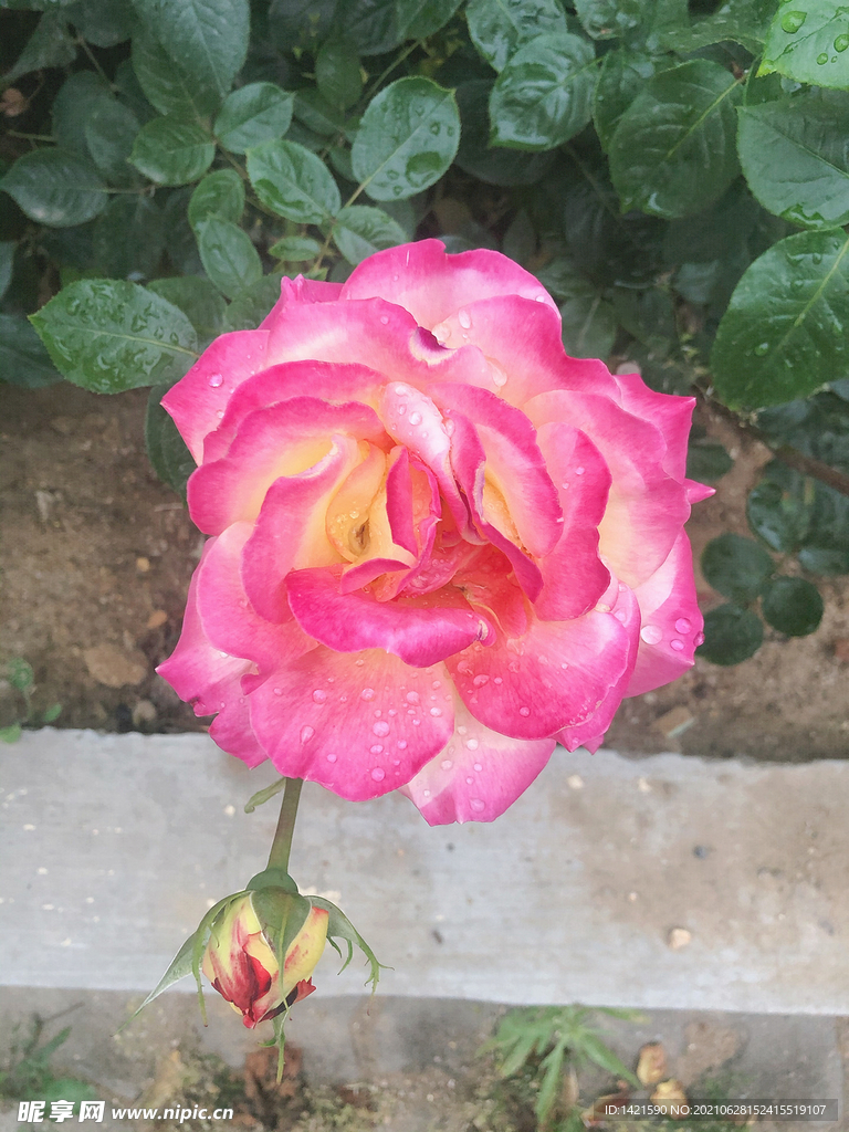 月季花