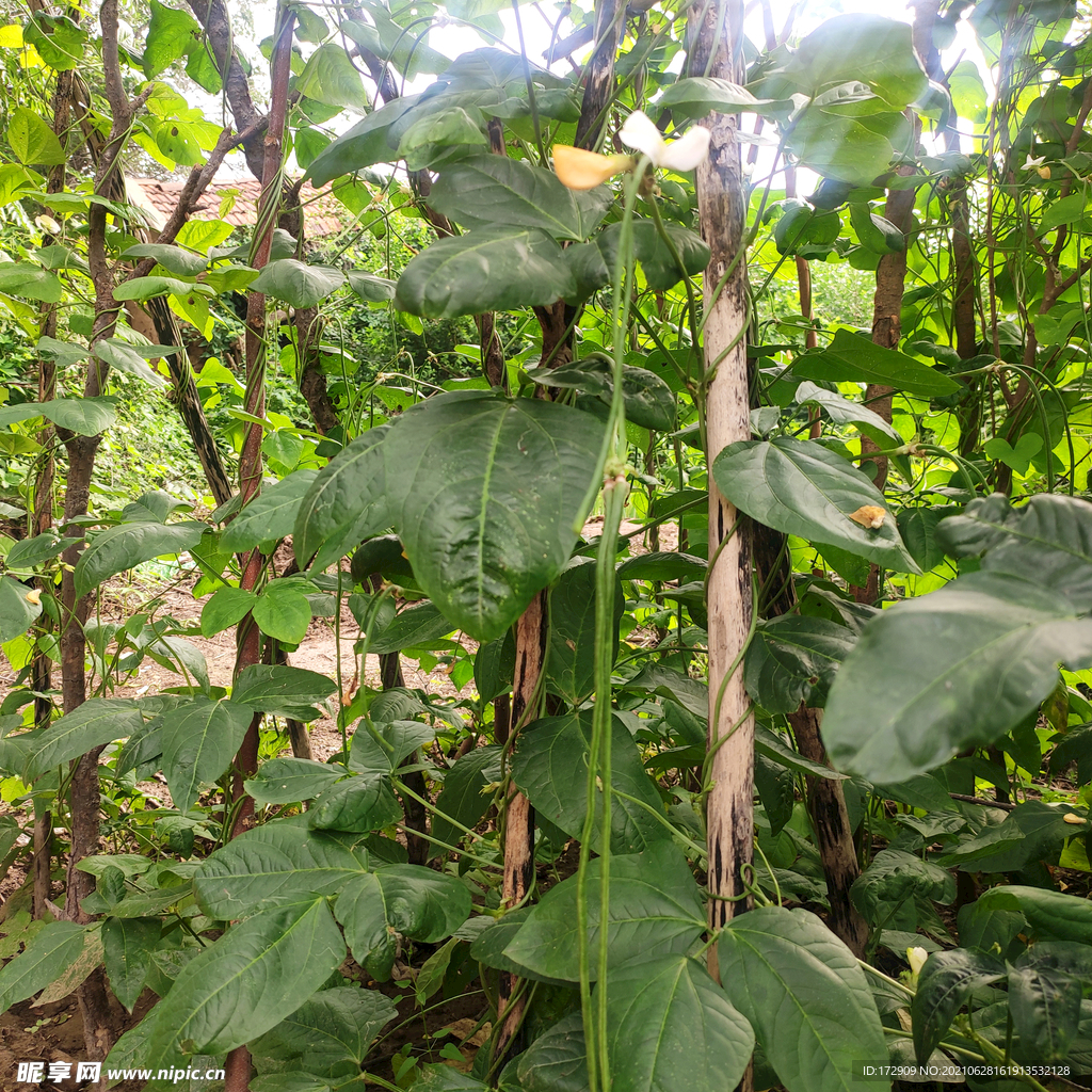 豆角种植