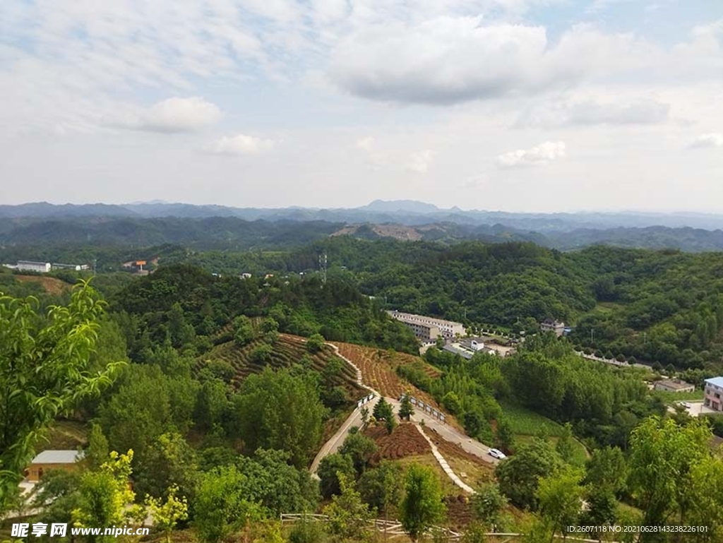 秦岭商南茶山