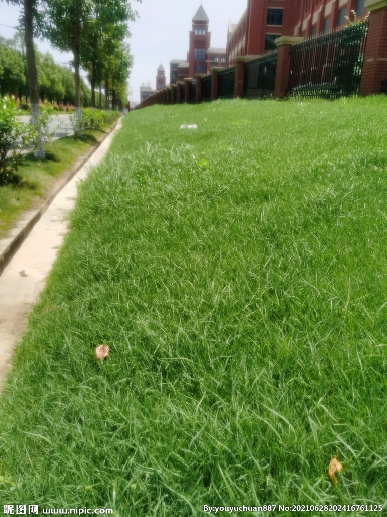 绿色盎然的草坪