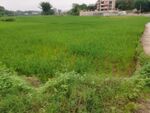 南方农村绿油油水稻田风光背景图