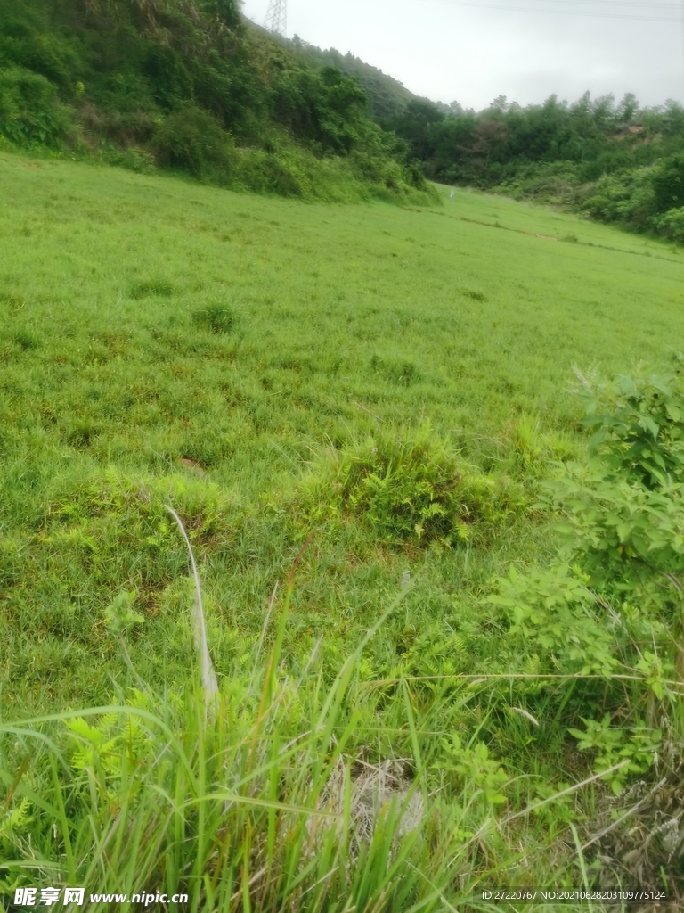 山野草地