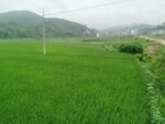 南方农村绿油油水稻田风光背景图