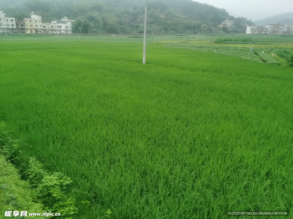 南方农村绿油油水田