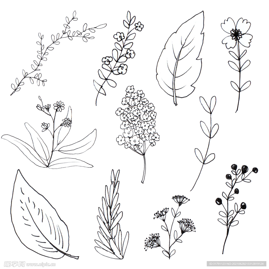 线描植物