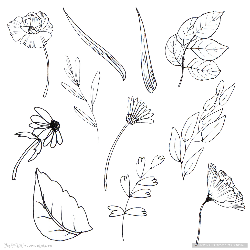 线描植物