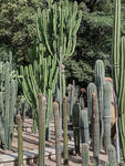 仙人掌植物区