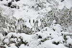 雪地