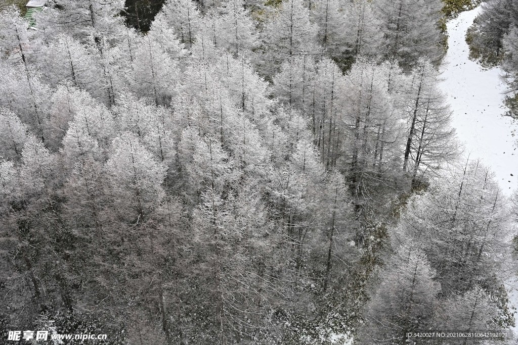 雪林