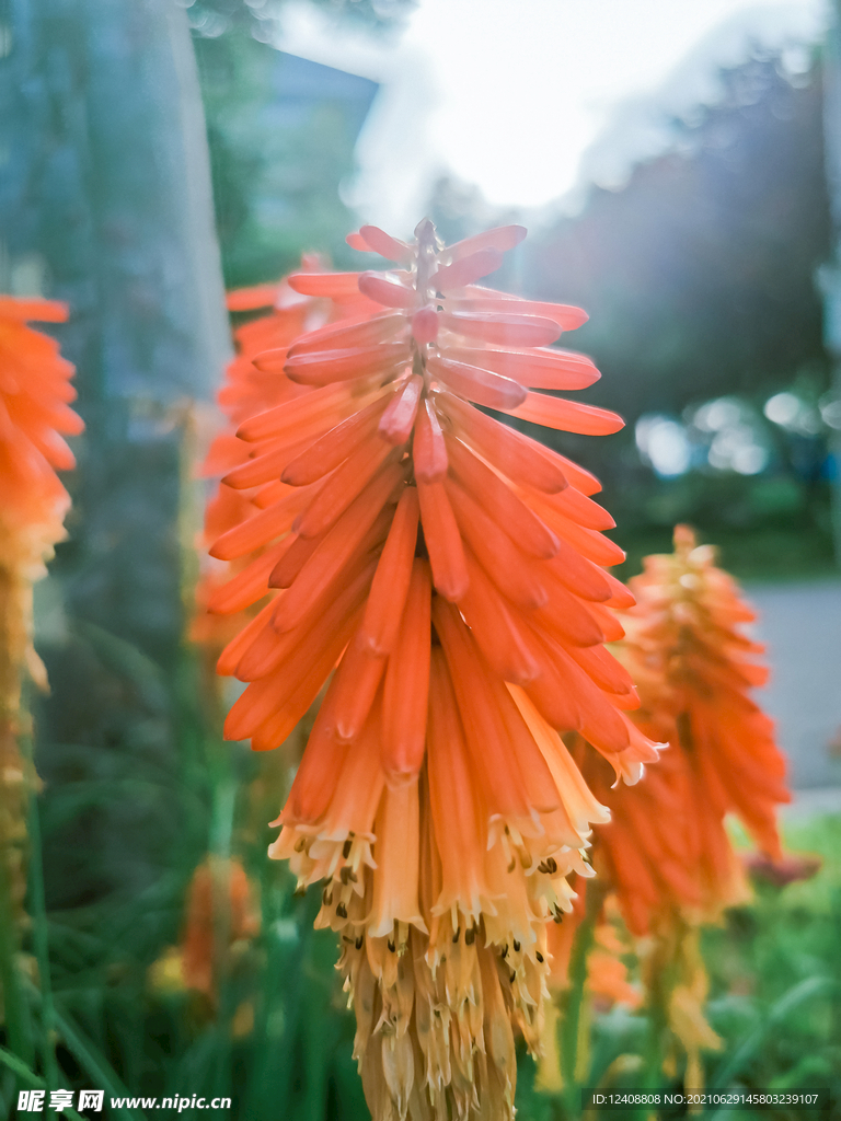 花