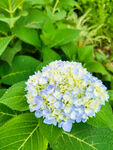 绣球花