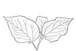 桑椹叶 