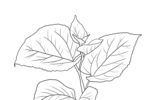桑葚叶子