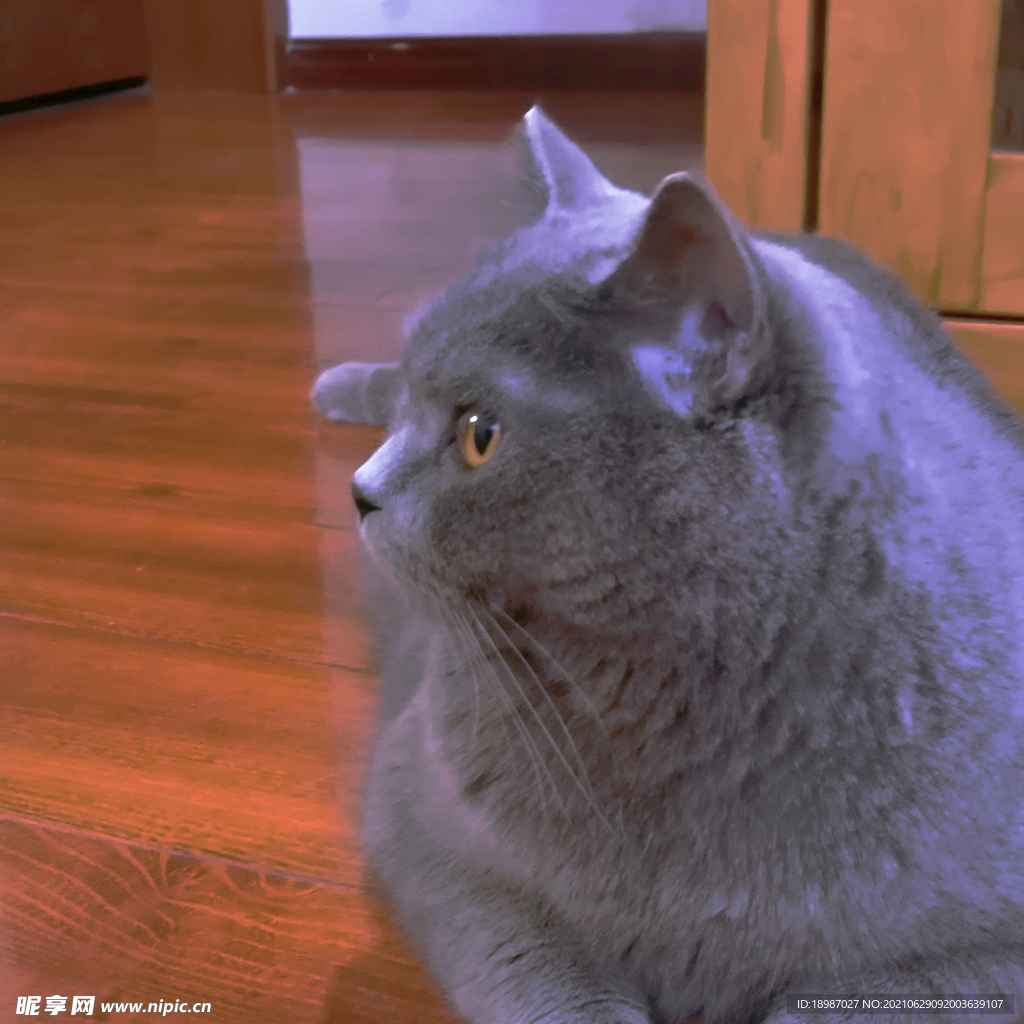 蓝猫摄影