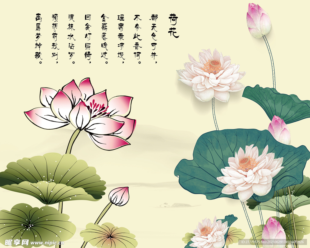 荷花韵