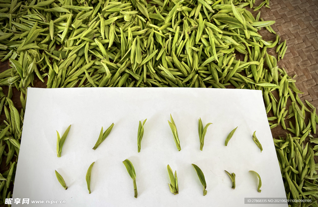 绿茶叶子茶叶嫩芽图片
