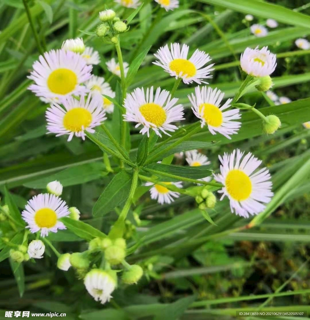 小野花