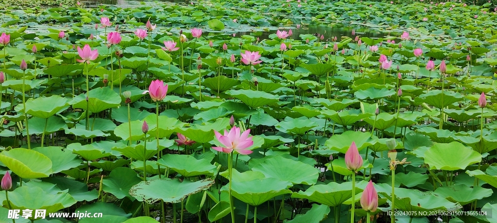粉色荷花