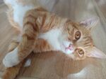 猫咪
