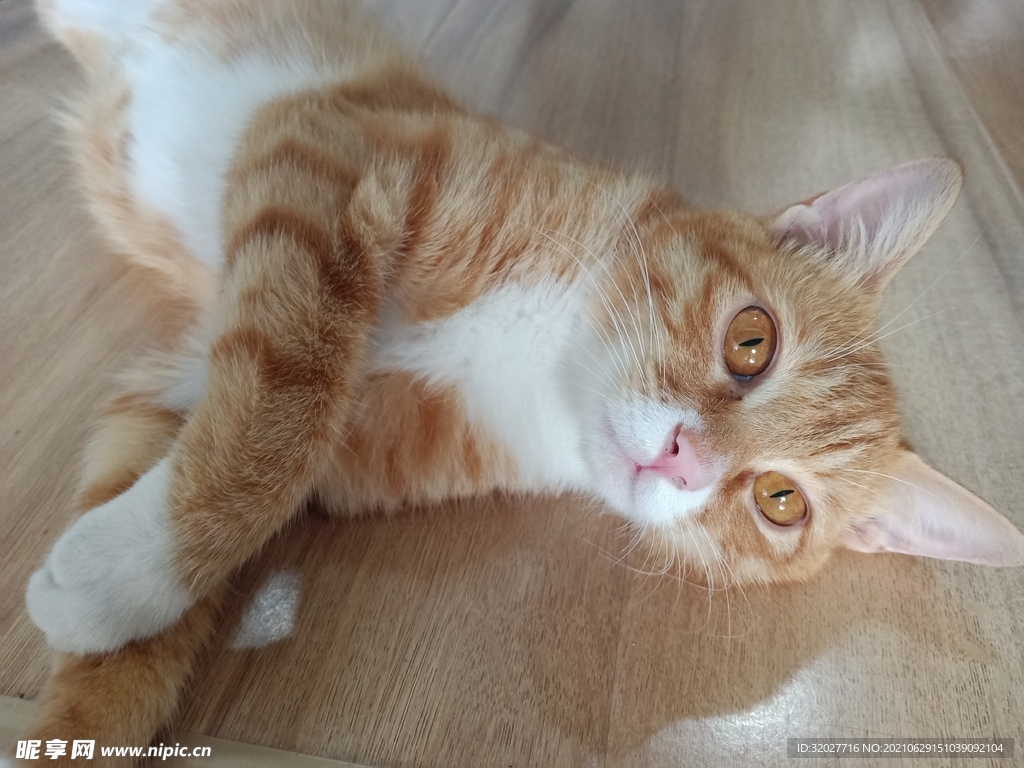 猫咪