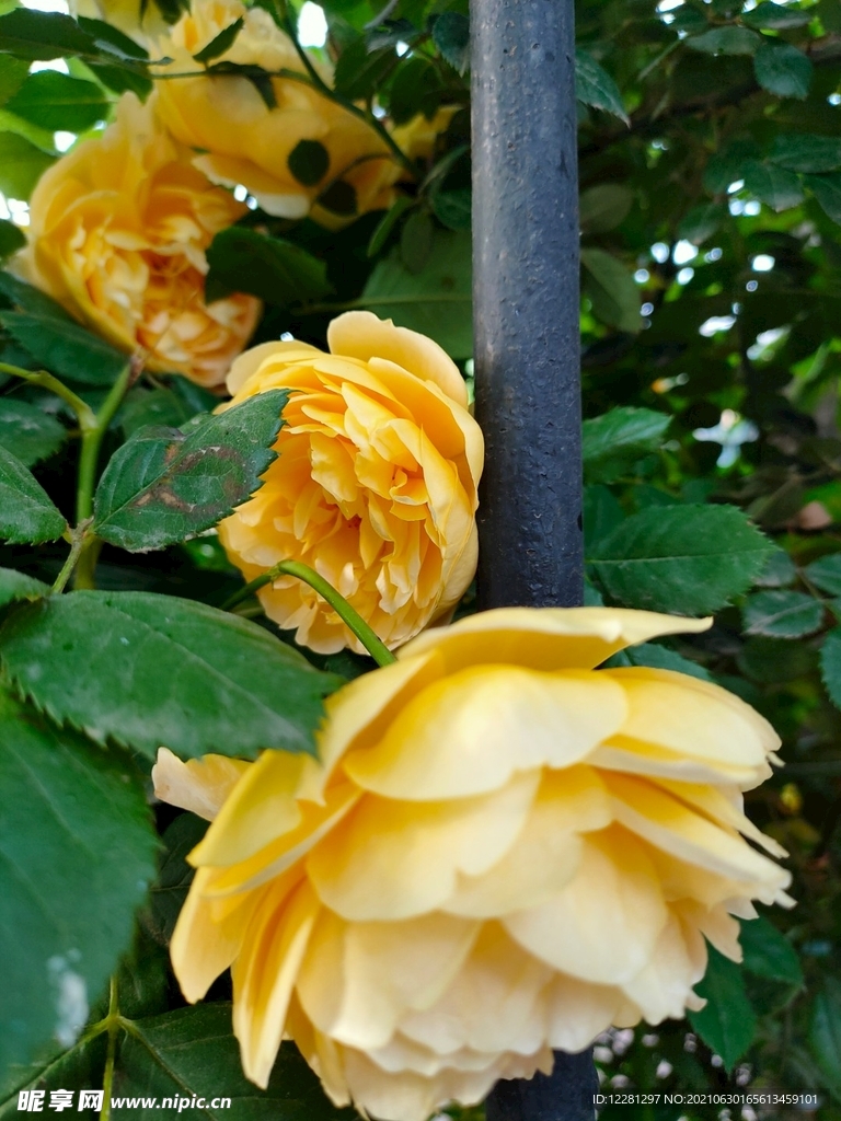 黄色月季 花草