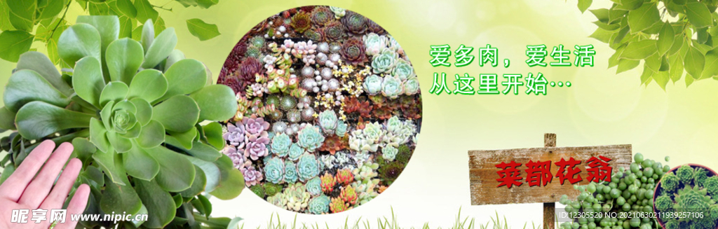 多肉植物banner