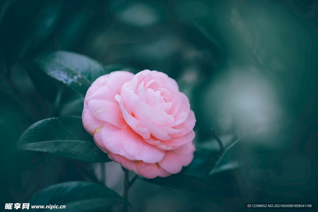 山茶花
