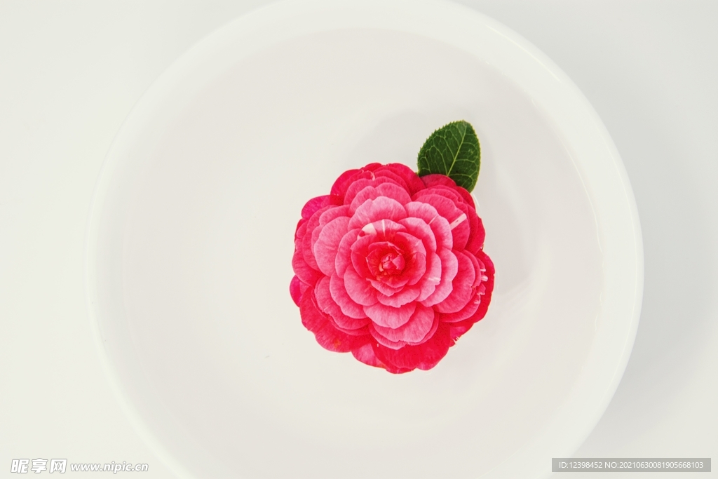 山茶花