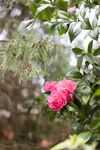 山茶花