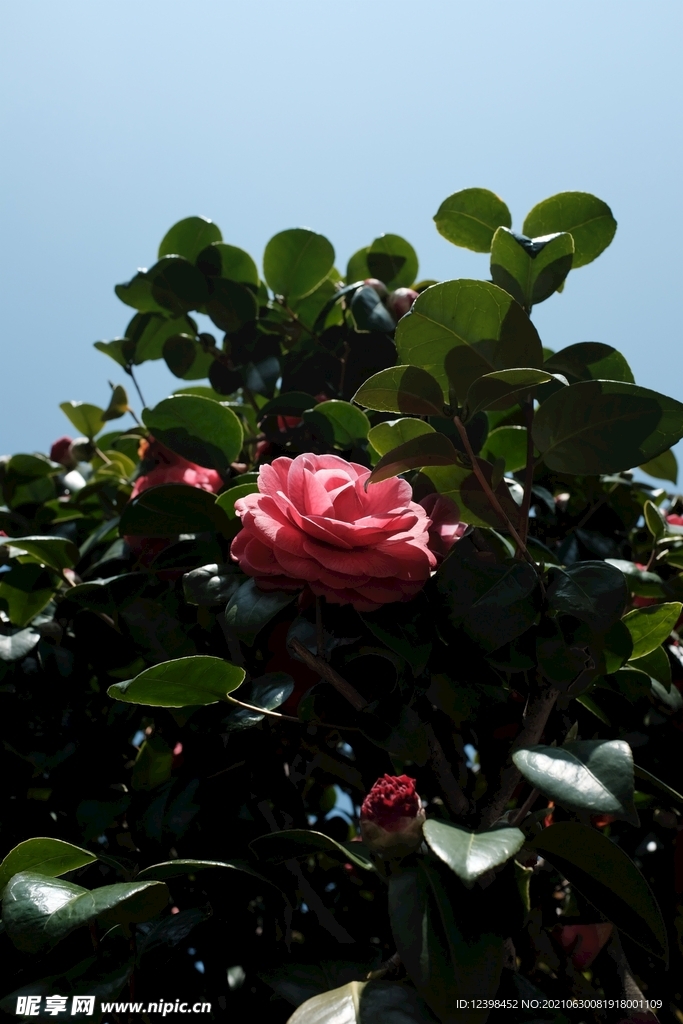 山茶花