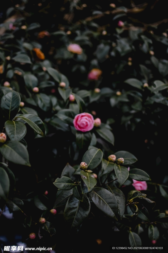 山茶花