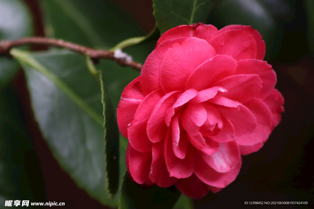 山茶花