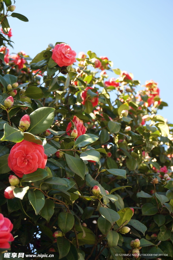 山茶花