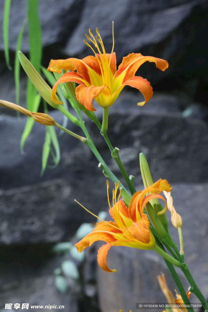 萱草花 