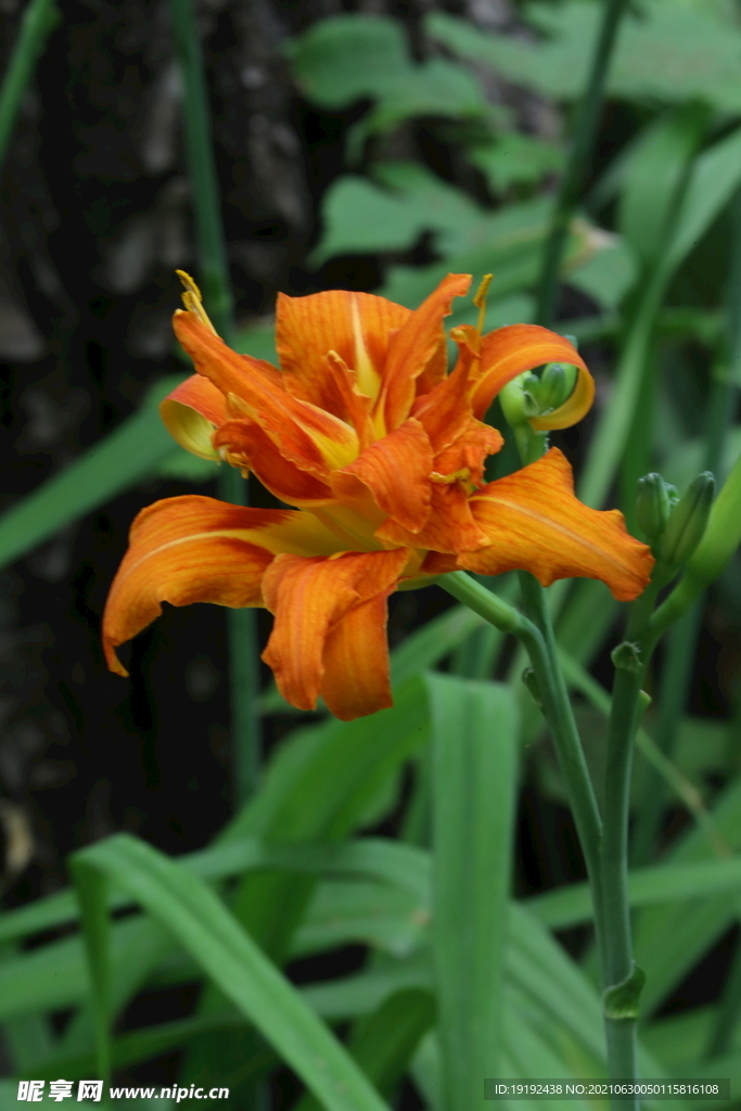 萱草花