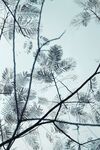 绿植