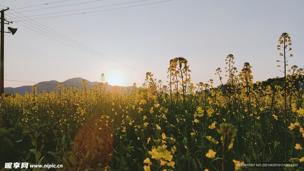 油菜花