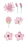 花卉