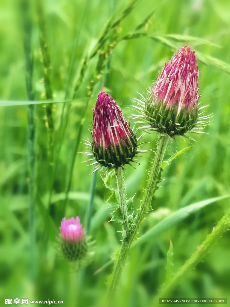  紫色 小蓟草 花苞