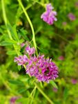 小野花 紫苜蓿  三叶草