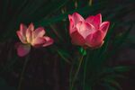 盛开莲花 