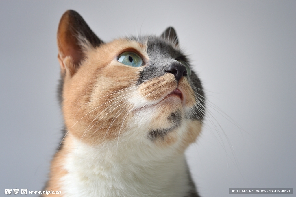 宠物猫 