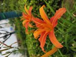 山丹丹花