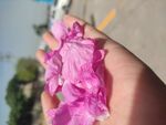 手捧花瓣