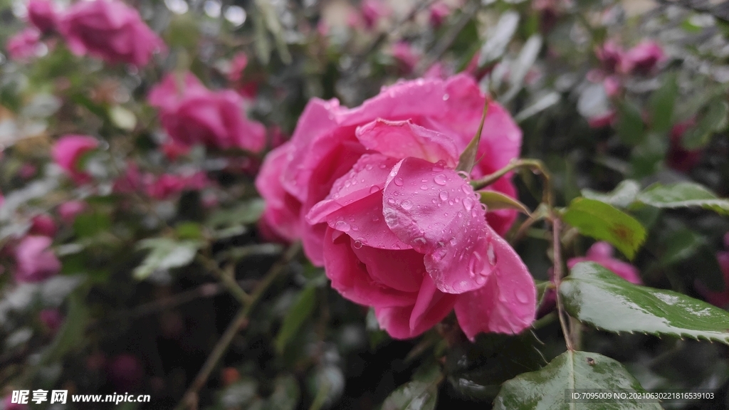 雨中月季