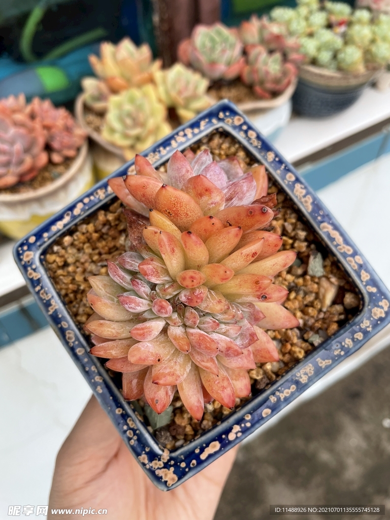多肉