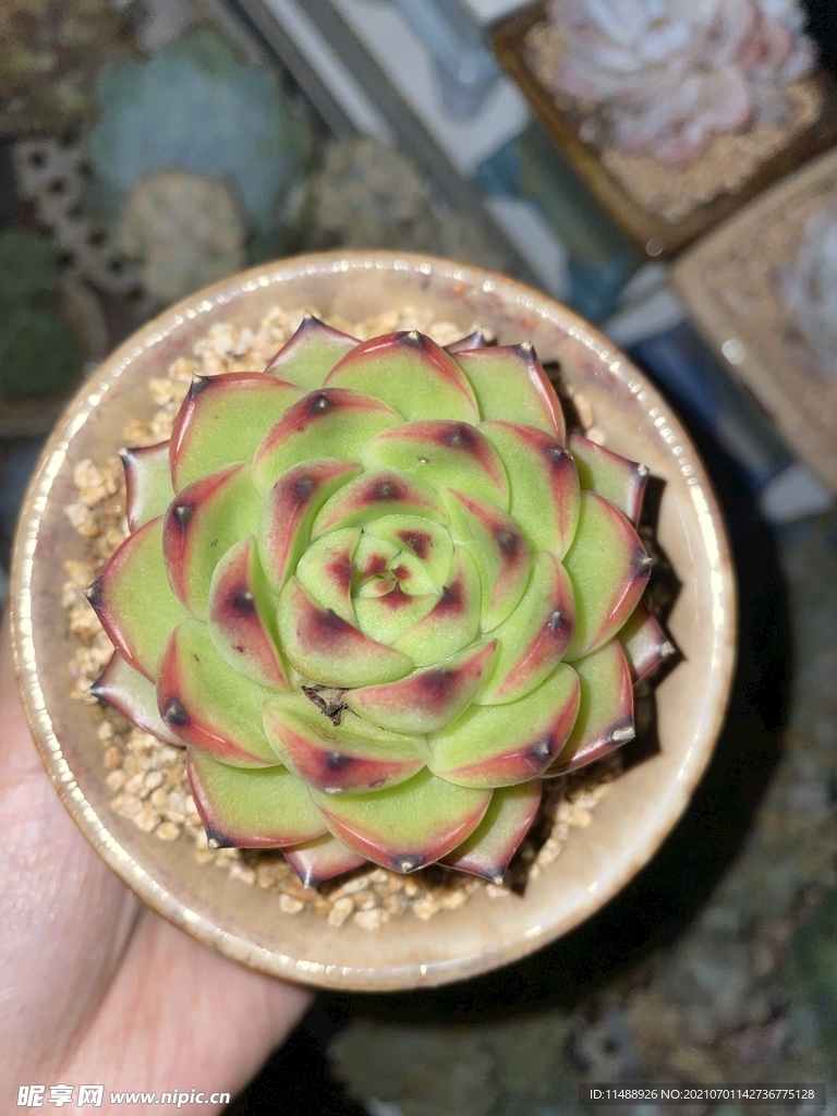 多肉