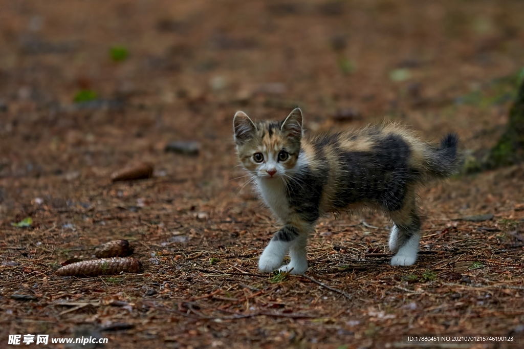 猫