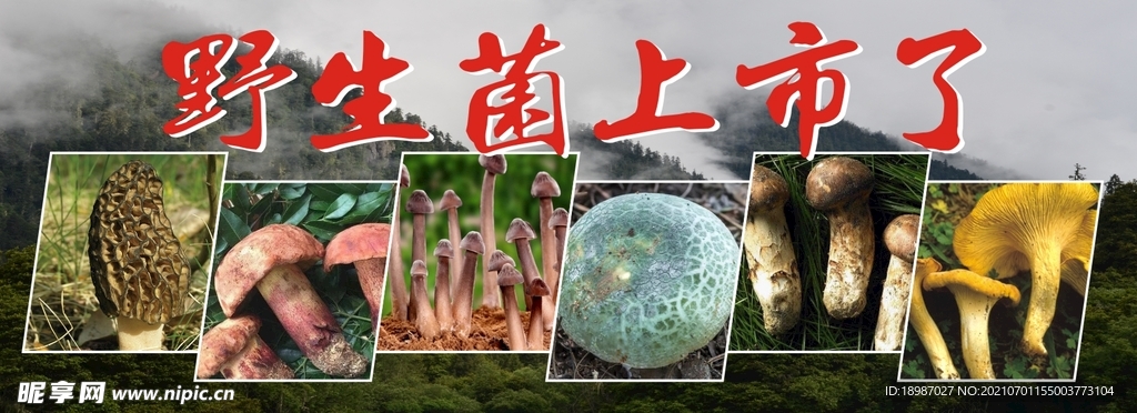 野生菌